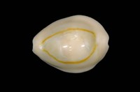 藏品(金環寶螺)的圖片